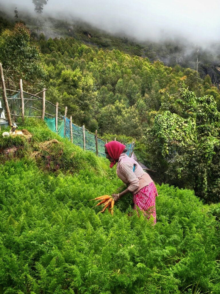 ROAM TAMIL NADU A woman harvesting carrots on a misty day in the lush green fields of Vattavada, India.